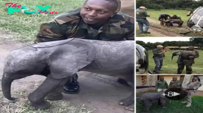 Heartwarming Rescue Mission: Baby Elephant Saved and Reunited with Herd via Helicopter