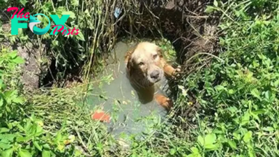 b83.Heroic rescue: Police saved a small dog from dangerous waters, accidentally adopted it and found a new, loving home