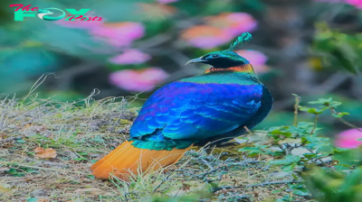 CS. Gem of the Himalayas: Discover the Enchanting Beauty of the Himalayan Monal.