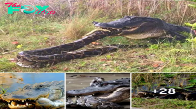 Crocodile and Burmese Python Face Off in Incredible Moment