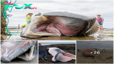 Discovering a giant creature trapped on the shore causes fear and keeps onlookers at a safe distance (video)