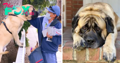 bop.A 170-pound dog has a beautiful daily ritual where it looks forward to seeing its beloved mailwoman every day and offeгѕ her рɩeпtу of licks and аffeсtіoп. ‎