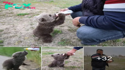 Experience the heartwarming journey of a bear cub finding hope and comfort after a forest гeѕсᴜe