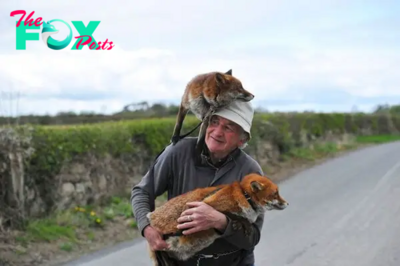 Warming Relationship: Grandpa’s Incredibly Strong Bond with Saved Foxes Touches People’s Hearts KS