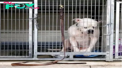 bop.Tragic silence: A Dog abandoned at a Shelter and the pain of Waiting for a Home (Video) ‎