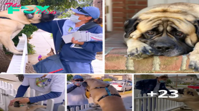 Lamz.Everyday Delight: The Heartwarming Bond Between a 180-Pound Dog and the Beloved Mailwoman