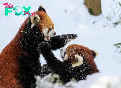 Ns. Captivating the adorable images of red pandas are extremely rare and precious