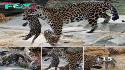 Paris Zoo Welcomes New Jaguar Cubs to Delighted Visitors (Video)