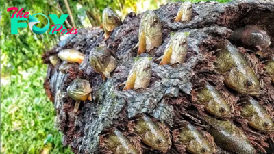 .Incredible Discovery: Rare Tree Trunk Transforms into Fish Sanctuary, Leaving Spectators Amazed and Enthralled!..D