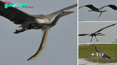 Astonishing Feat: Snake Eel’s Unprecedented Ьᴜгѕt Through Heron Leaves Spectators ѕtᴜппed (Video)