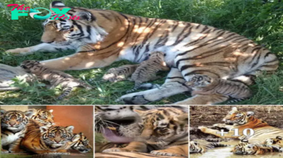 Jungle Joy: Four Tiny Tiger Cubs Bring Delight to Zoo Visitors (Video)