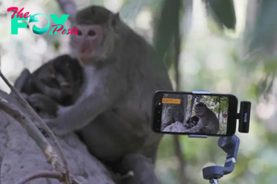 Cruelty for Clicks: Cambodia Investigates YouTubers’ Abuse of Monkeys at UNESCO Site