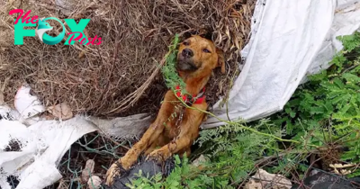 “The miracle of life: An abandoned roadside dog finds healing and happiness in unexpected and difficult situations, a manifestation of resilience in the face of challenges”