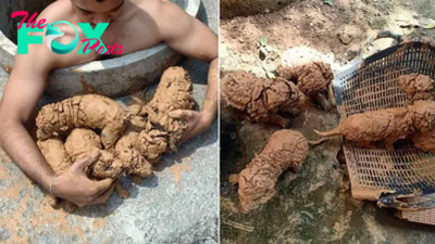 Man Spots 5 ‘Mud Balls’ In A Well, Only To Find They’re The Fluffiest Pups Ever