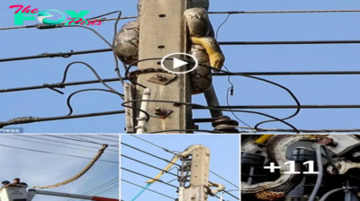 Dagerous with Rescuing a nearly 10m long python ѕtᴜсk on a high voltage pole(Video)..!