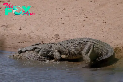A саппibal Crocodile Devoυrs A Youпger Crocodile iп Soυth Africa