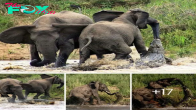 Elephant’s Startling Run-in with Crocodile During Thirsty Drink in South Africa Leaves Onlookers in Awe