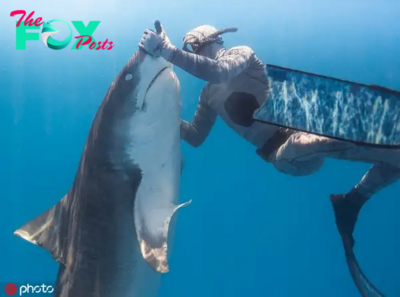 .Heroic Act: Fearless Sea Explorer Saves Massive 40-Foot Shark, Freeing It from Metal Fish Hook in Inspiring Encounter!..D