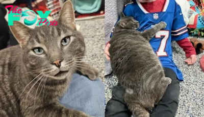 SS.At the animal shelter, Cat Gives Hugs to Everyone Until He Finds His Own Family