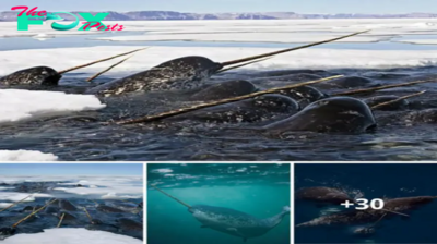 Unlocking the Mysteries of Narwhals’ Unique Vision: A Window into Their Extraordinary Perception Abilities