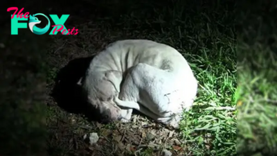 Abandoned Dog Once Curled Up On A Dirty Ground Has A Whole New Life Now