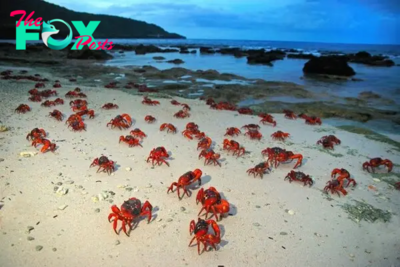 S29. Experience the Enchanting Gathering of Millions of Red Crabs in a Mesmerizing Mating Ritual, Transforming Christmas Island into a Breathtaking Showcase of Natural Splendor. S29