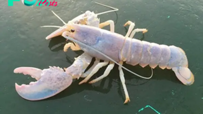 SR. A Rare Translucent Lobster, With 100 Million-to-1 Odds, Found off Maine Coast and Released Back Into Atlantic, Underscoring Importance of Marine Life Conservation. SR