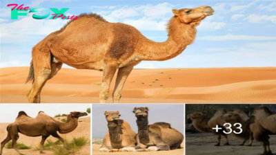 Intriguing Tale: Dead Camels and the Potential for Explosions ‎