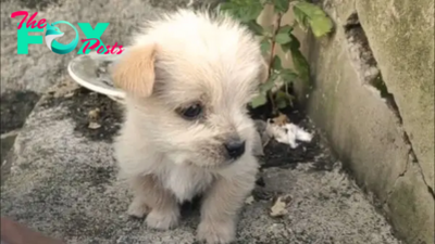 Pup Kisses The Hands Of Rescuer After Being Rescued From The Freezing Cold