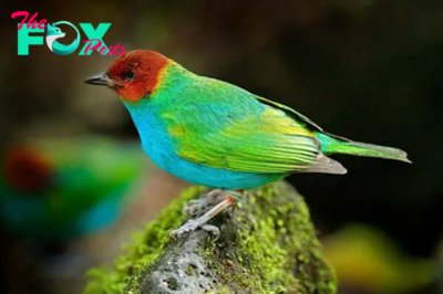 QL Radiant Plumage: The Bay-Headed Tanager and Its Mesmerizing Blue Underparts