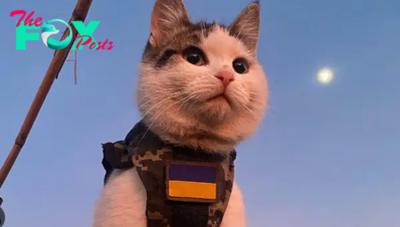1S.Cats go to war, earn money to donate to Ukrainian soldiers
