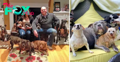 “Good friends with compassionate hearts: Couple gives loving homes to abandoned old dogs”