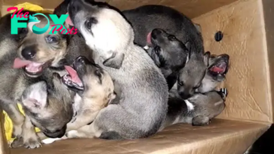 8 Puppies Cruelly Abandoned In A Trash Can Get A Second Chance