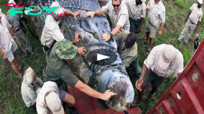 Conquering the Beast: Massive Mutant Crocodile, Guilty of Consuming 300+ Lives, Captured in Africa