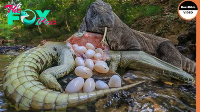 S29. Exploring the Culinary Odyssey of Crocodile Eggs: A Captivating Expedition. S29