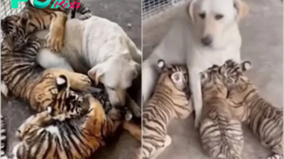 “Lessons of Maternal Love: Mother Dog Sacrifices Herself for Her Orphaned Tiger Cub Shocks and Admires the Internet”