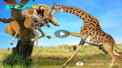 The mother giraffe risked her life to rush to fiercely bite the lion on the tree to rescue the baby that was caught by the lion and eaten by the lion