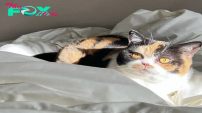 Ns. Encounter Oage: The stunning calico cat with heart-shaped markings melting millions of hearts