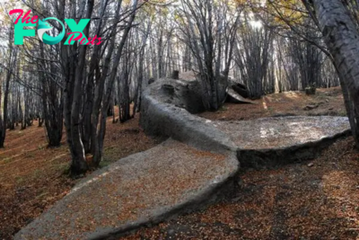 FS People found a giant Whale stranded in the Argentine forest in an endangered condition