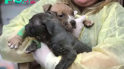 QT The Kind Lady: Filling Hearts with Warmth Through Rescuing Two Abandoned Puppies