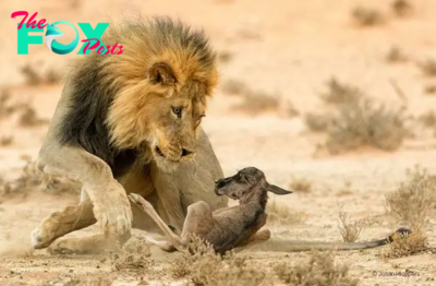 TS.Predators or Playmates? Lion Cub Meets Wildebeest Calf in a Tense Encounter