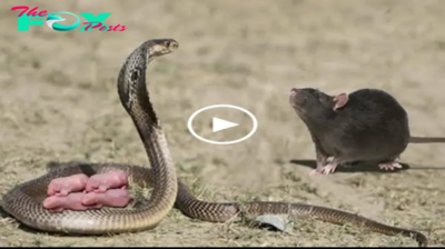 Mother mouse takes on the biggest challenge of her life and defeats a large snake to save her babies