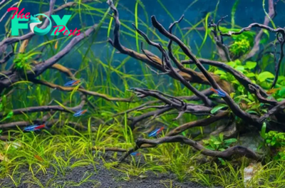 CS. Neons in Aquascapes: Vibrant Inhabitants Bringing Life to Underwater Worlds!