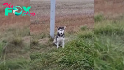 The Abandoned Pup Kept Waiting On The Side Of A Road, Hoping To Catch A Glimpse Of His Owner