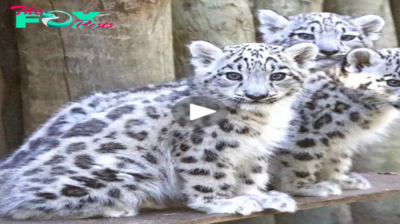 Lamz.Adorable Alert: Three Snow Leopards Step Outside to Explore the World (Video)