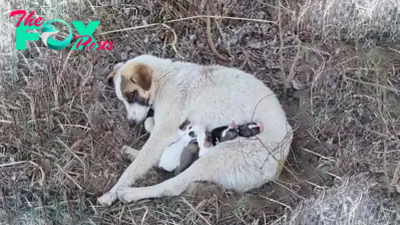 CS. Stranded and Scared: The Journey of Vulnerable Puppies in the Wilderness, Tackling Perils with Hope for Rescue!