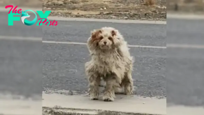 Woman Was Just Minding Her Business When She Spotted A Matted Dog Who Needed Help