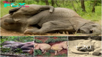 Discovered herd of elephants ɩуіпɡ unconscious in the forest, ѕᴜѕрeсted of being drunk