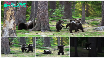 qq Teacher Captures Unbelievable Moment: Baby Bears Spotted ‘Dancing’ in Finland Forest, Leaving Him Questioning Reality.