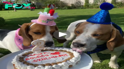 Lamz.Maya’s Milestone: A Tender Tribute to My Beloved Beagle on Her Special Day